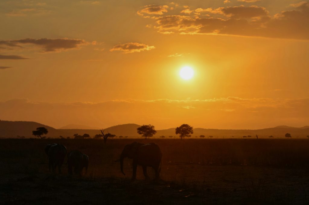 Elephants silhouetted against an African sunset