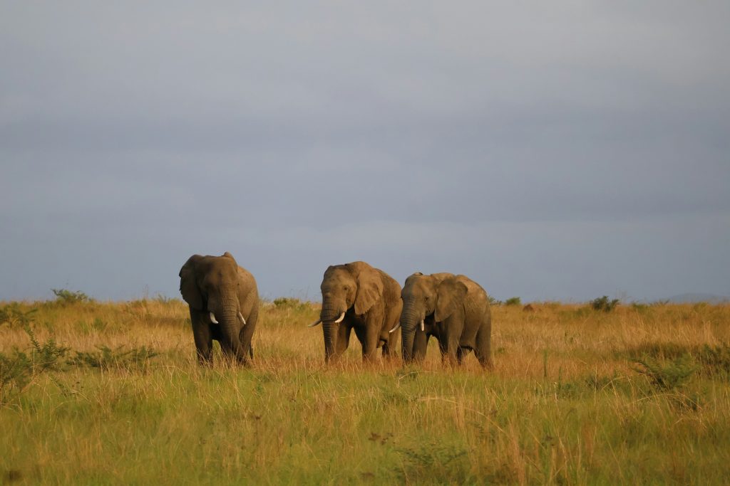 Elephants grazing on a private game reserve