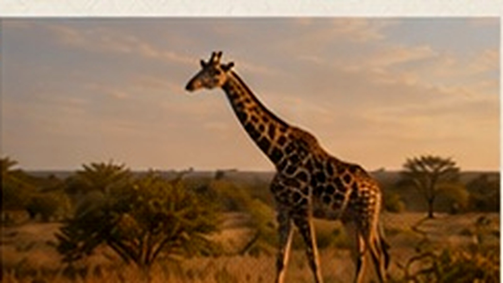 Family Safari Suite 3 of 3